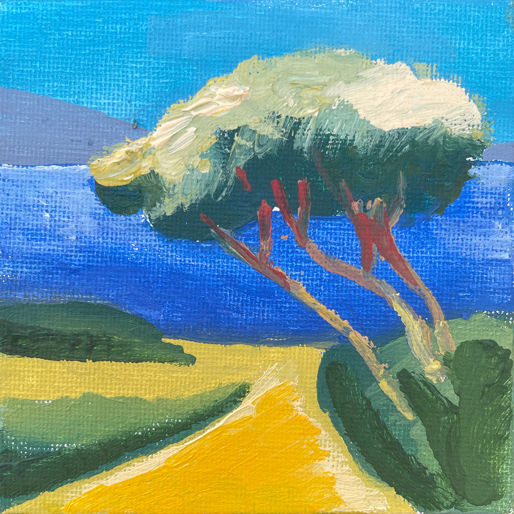 Pine overlooking the Sea • 3.9